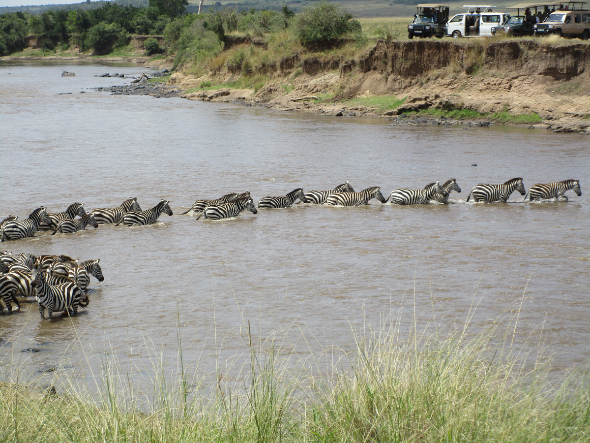 Zebra Crossings