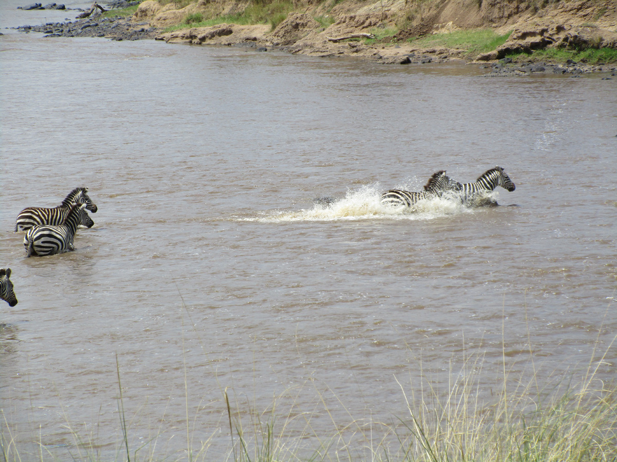 Zebra Crossings, Splashing free of a croc