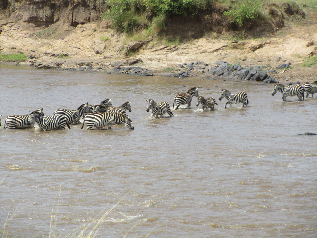 Zebra Crossings, Confused crossings: this can