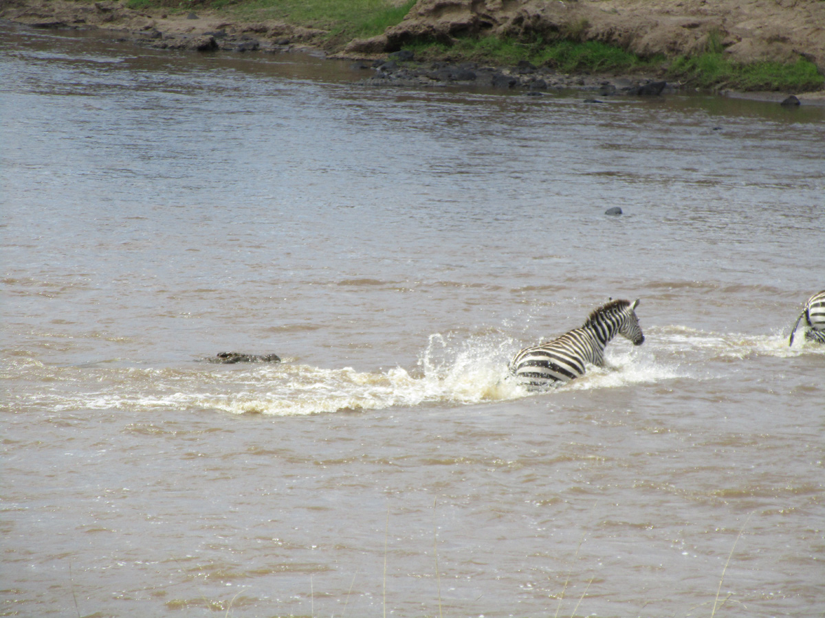 Zebra Crossings, Lurking crocs