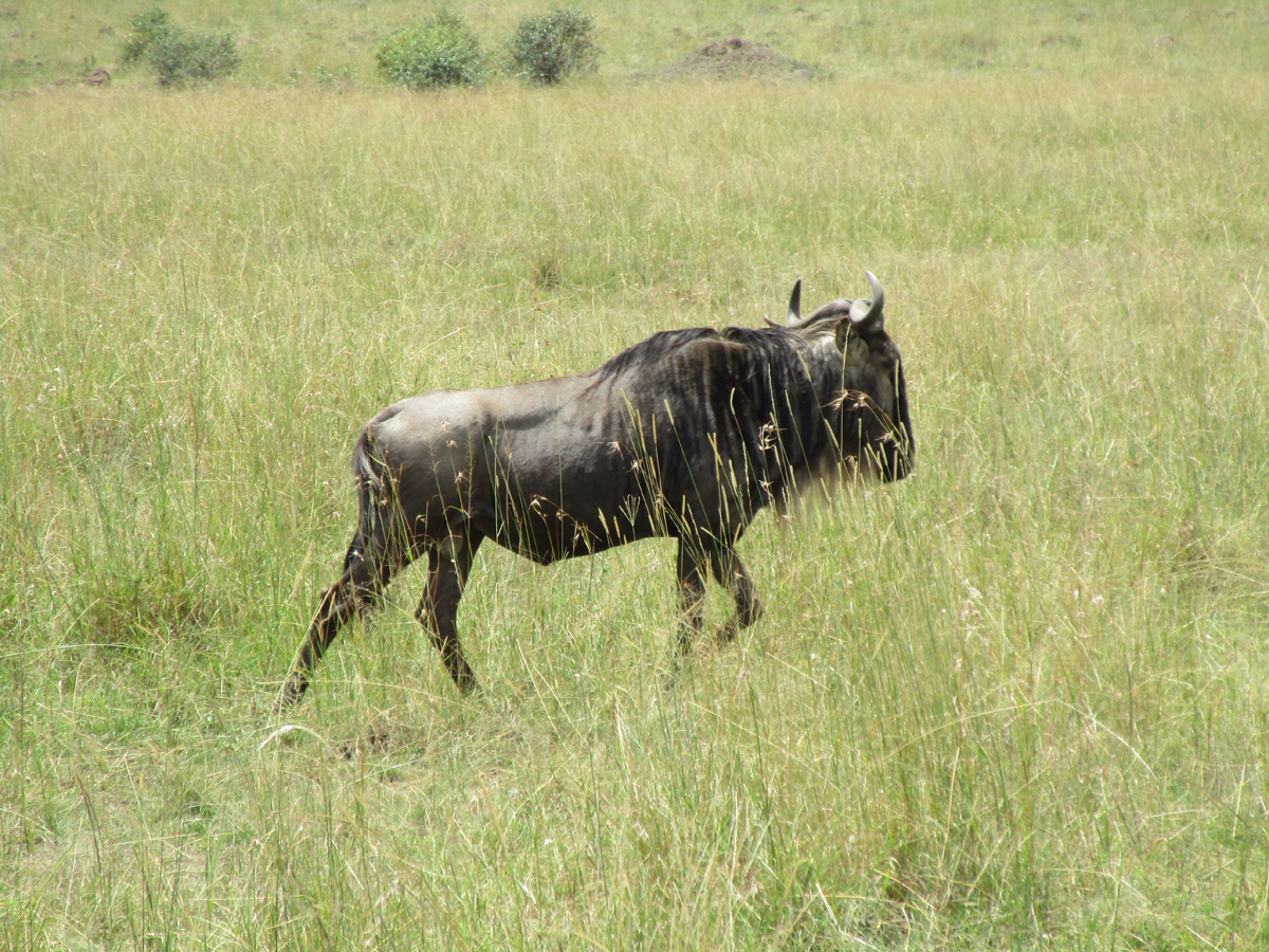 The Great Wildebeest Migration