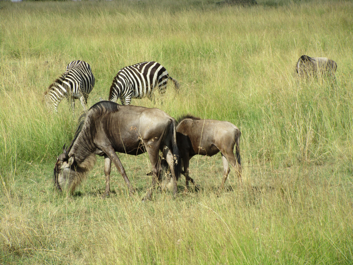 The Great Wildebeest Migration