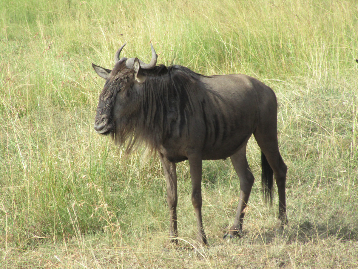 The Great Wildebeest Migration