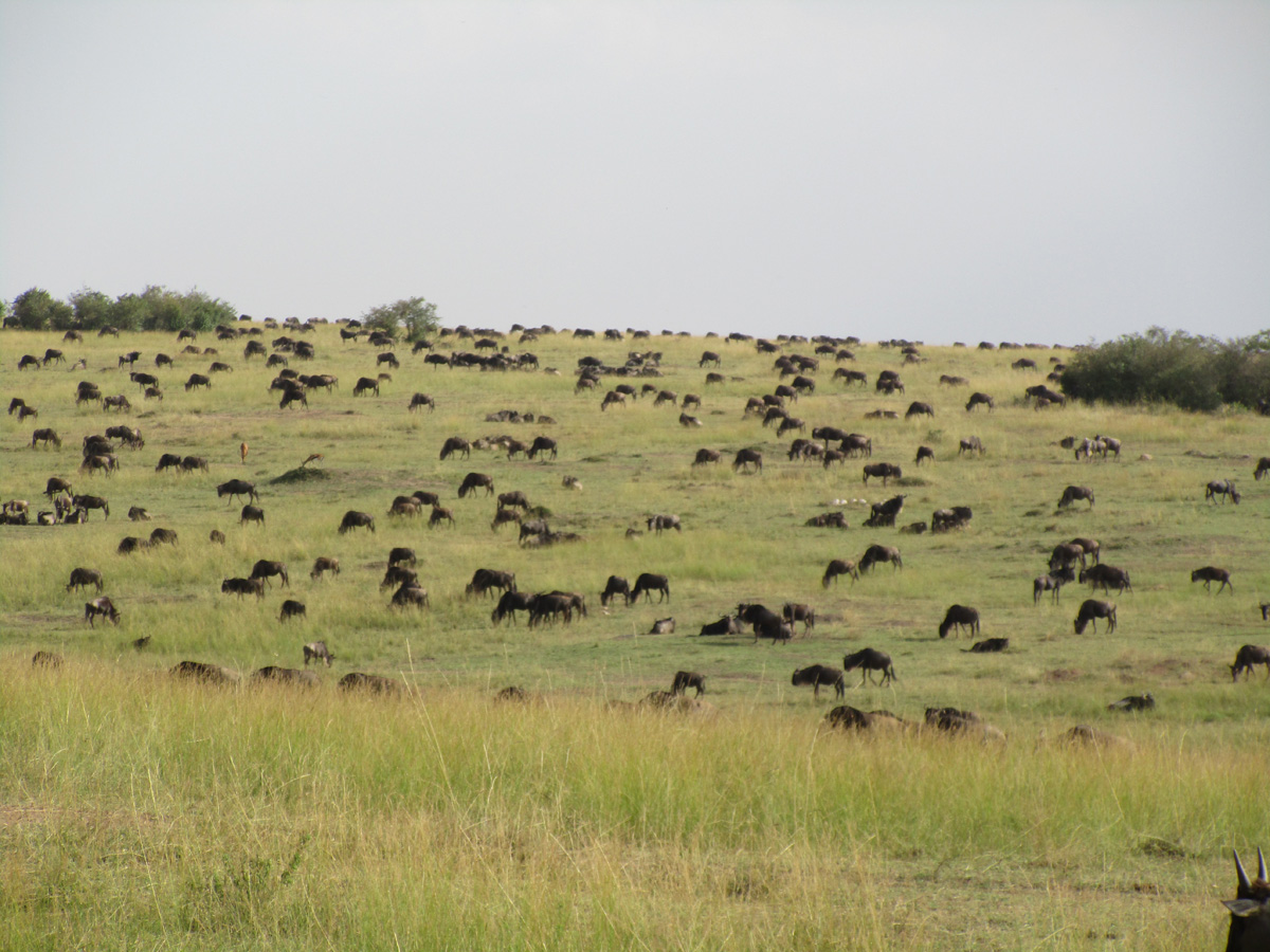 The Great Wildebeest Migration