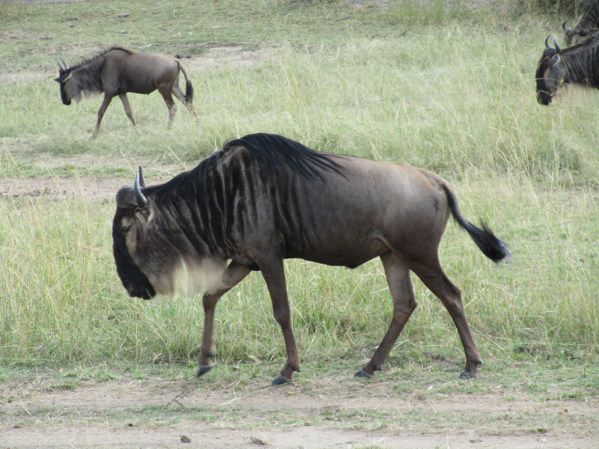 The Great Wildebeest Migration