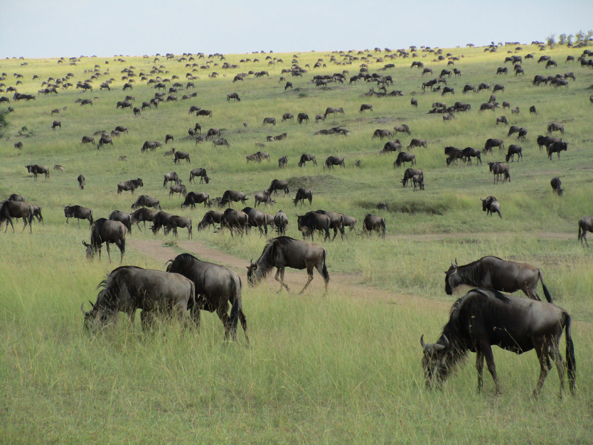 The Great Wildebeest Migration