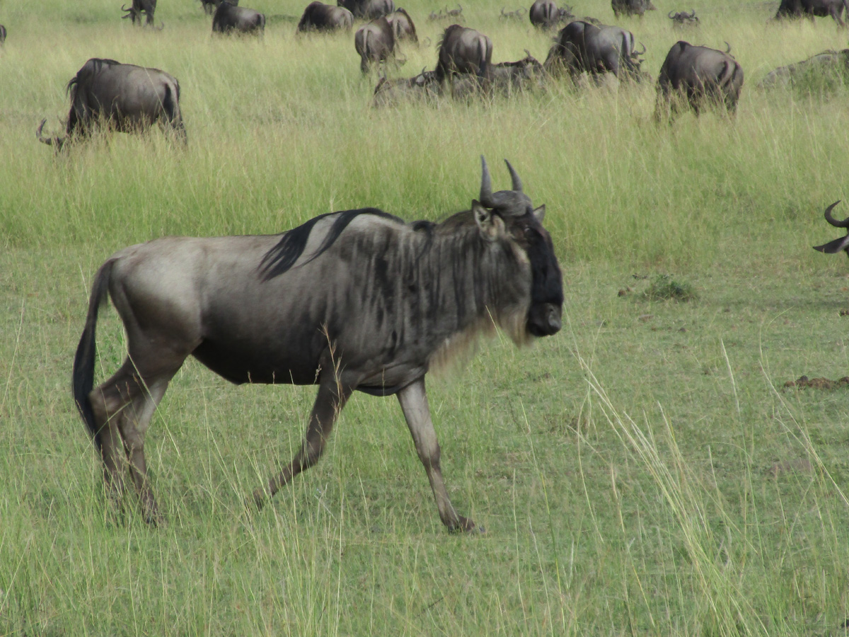 The Great Wildebeest Migration