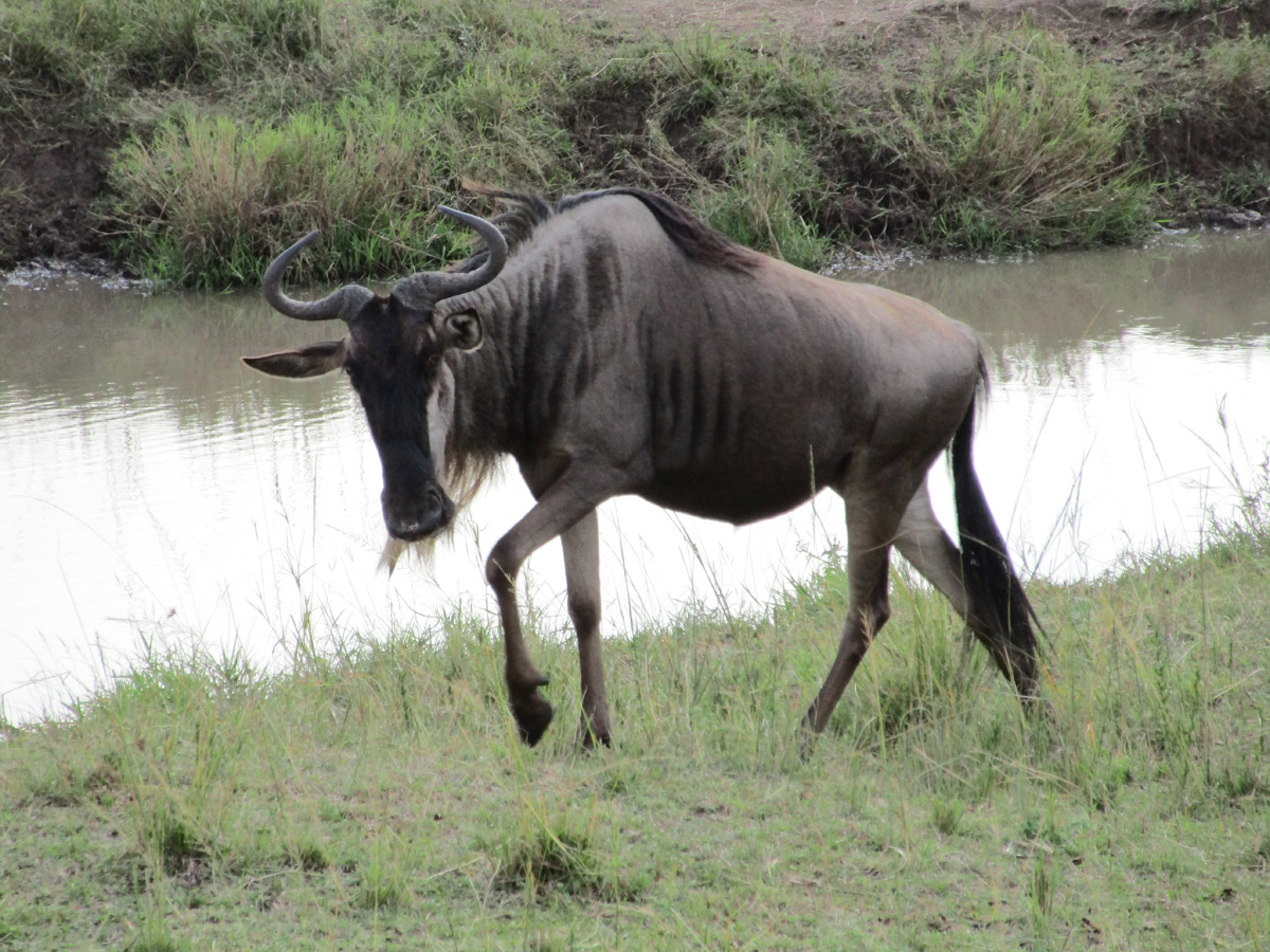 The Great Wildebeest Migration