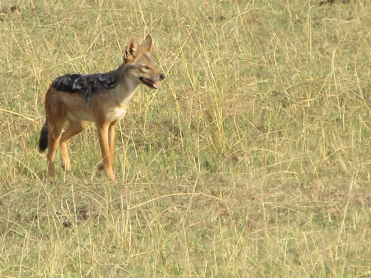 The Supporting Cast, Black backed Hyena