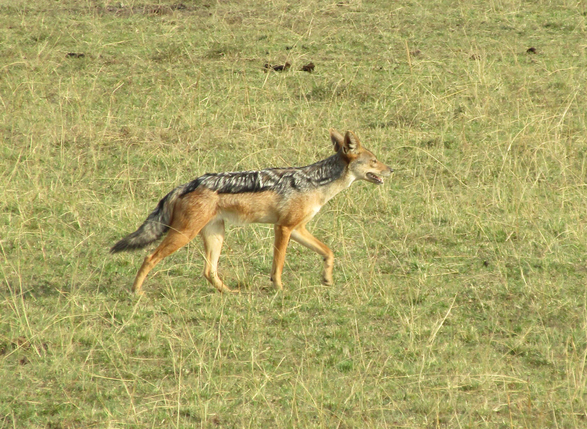 The Supporting Cast, Black backed Hyena