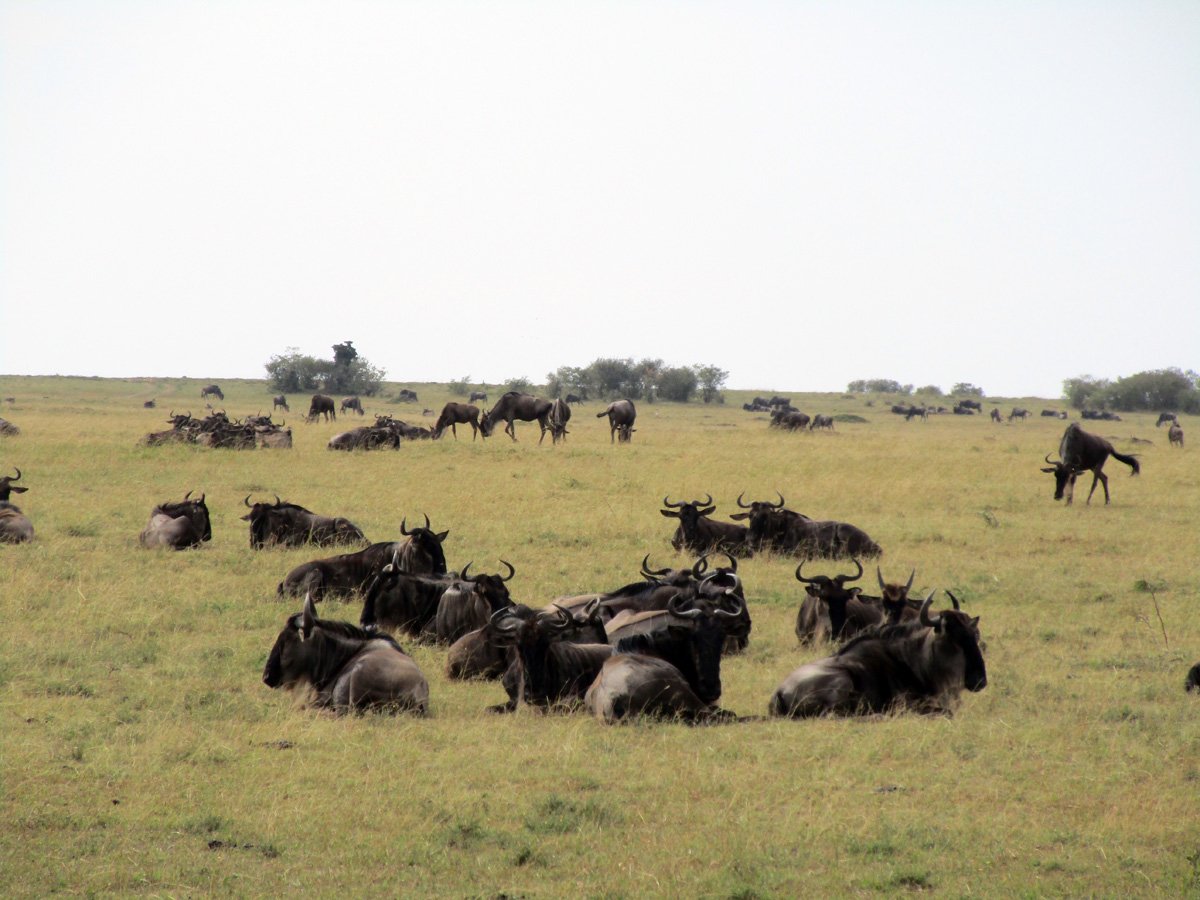 The Great Wildebeest Migration