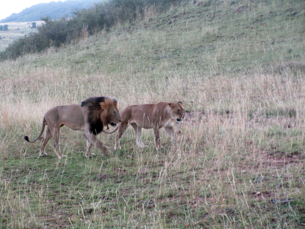 The Supporting Cast, Mr & Mrs Lion