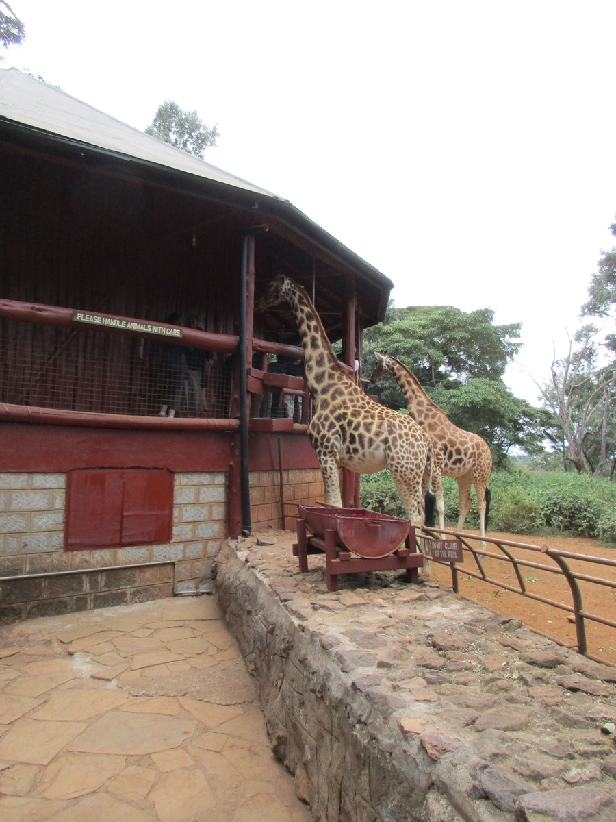 Giraffe Center