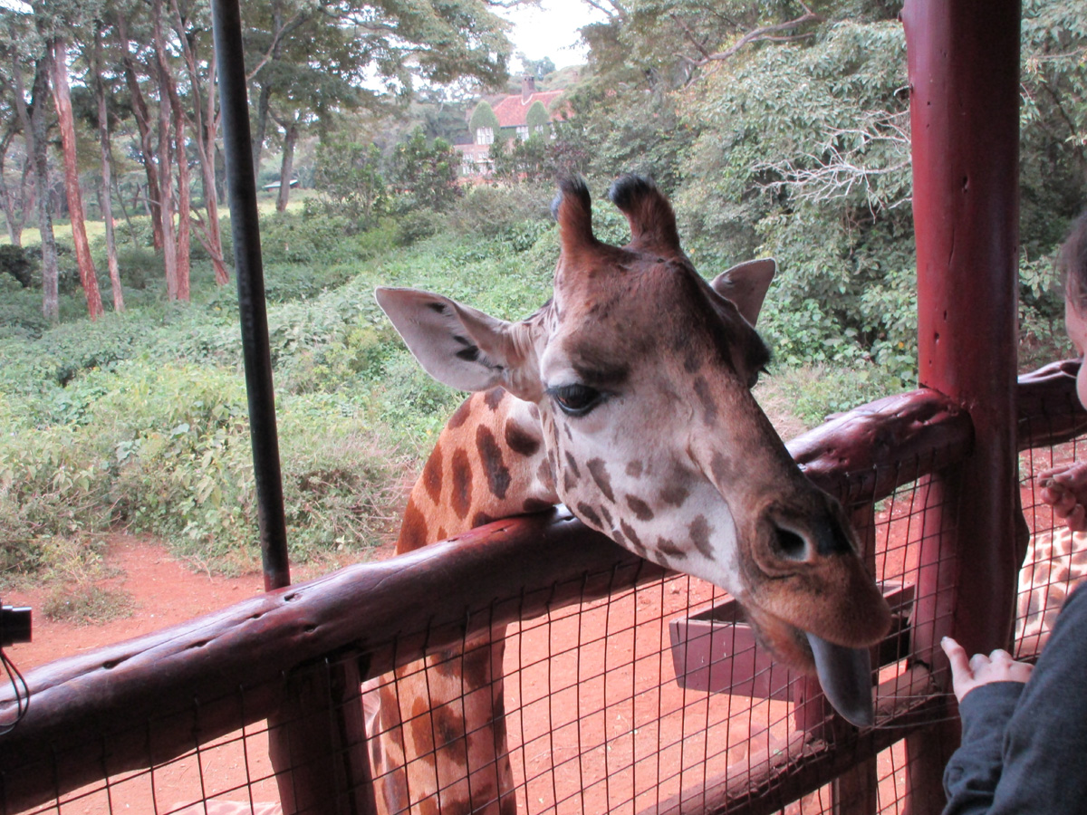Giraffe Center