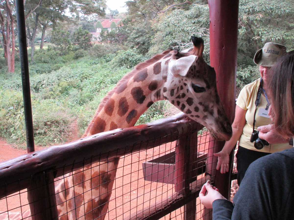 Giraffe Center