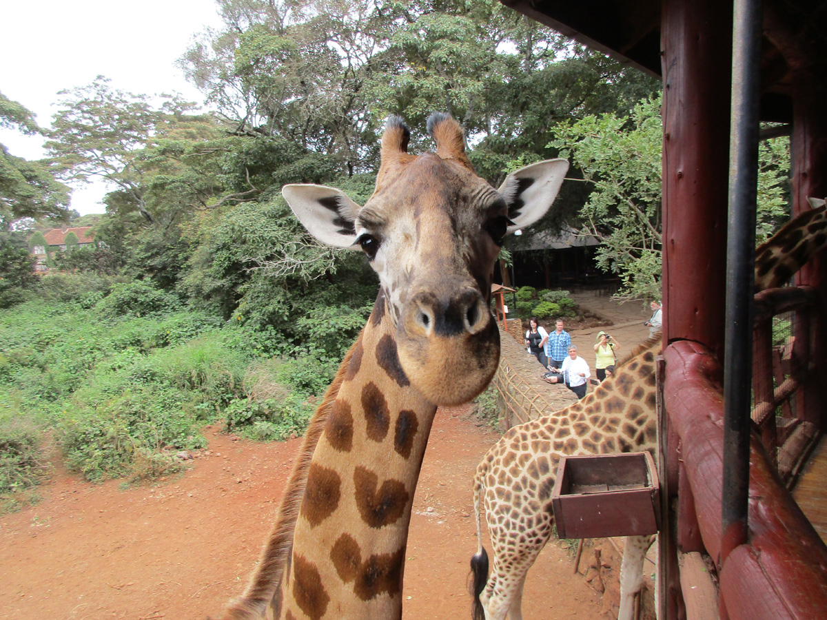 Giraffe Center