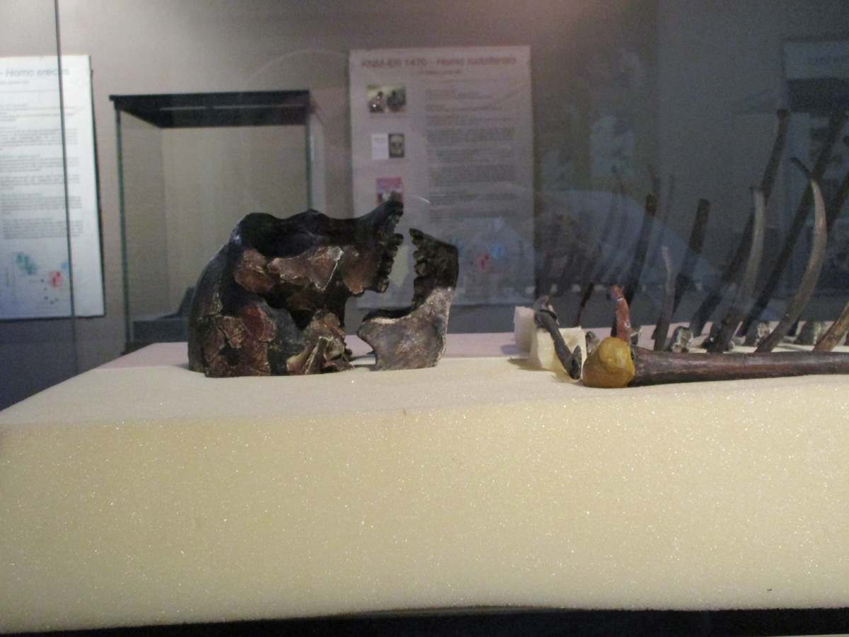 National Museum of Kenya, Turkana Boy