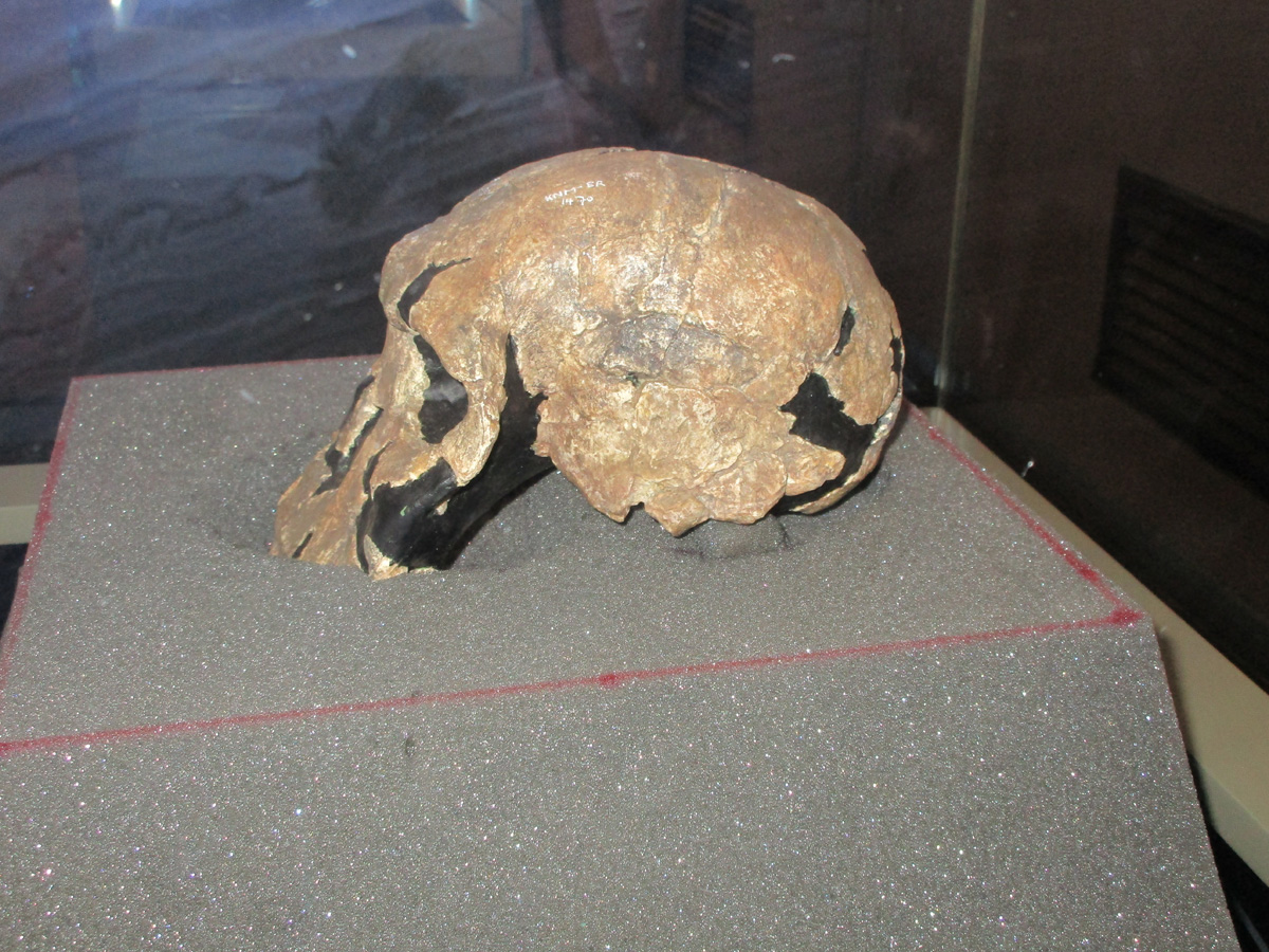 National Museum of Kenya, Homo rudolfensis