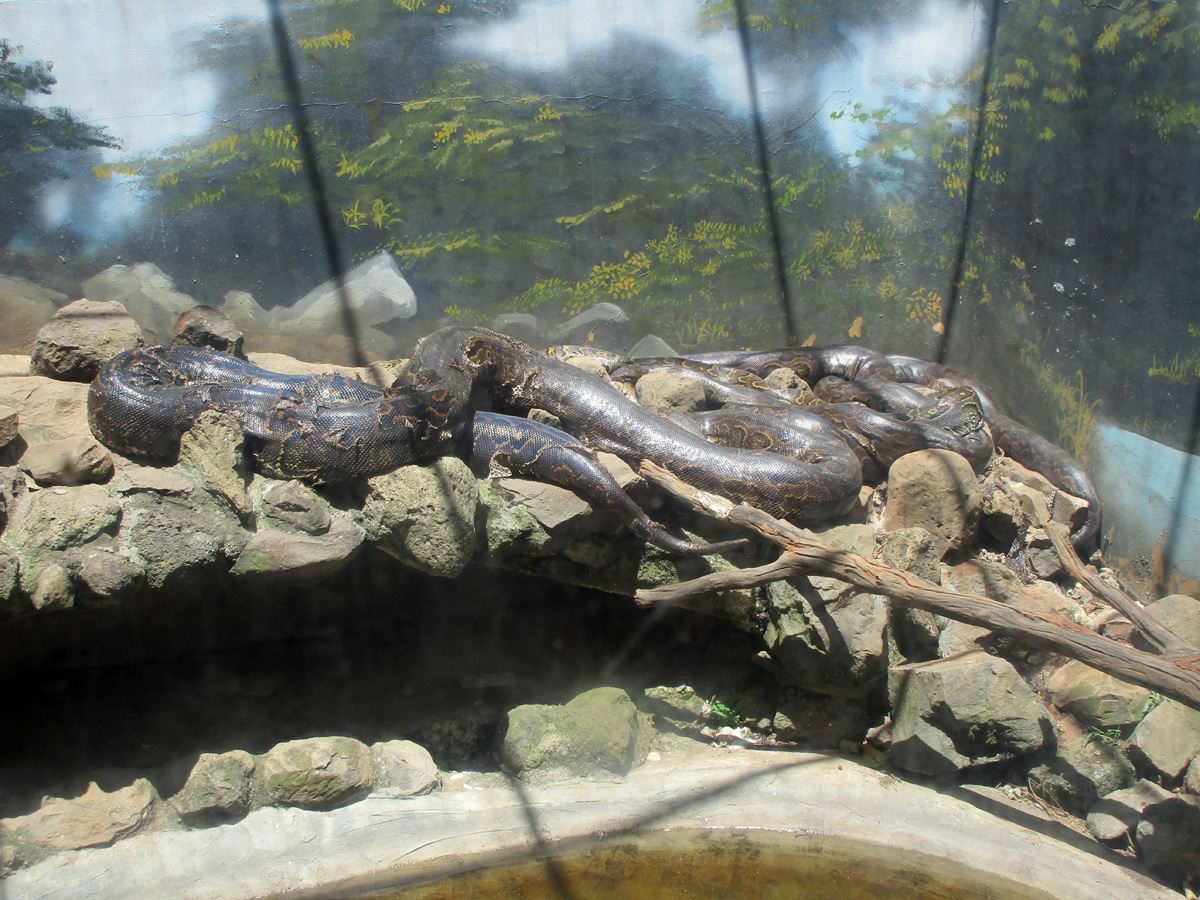 National Museum of Kenya, Enormous African Rock Pythons