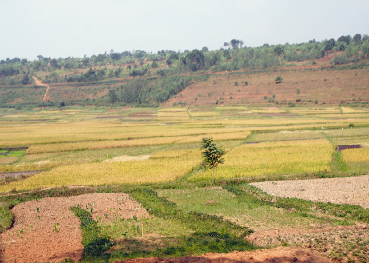 Butare, 2 miles NE of Butare