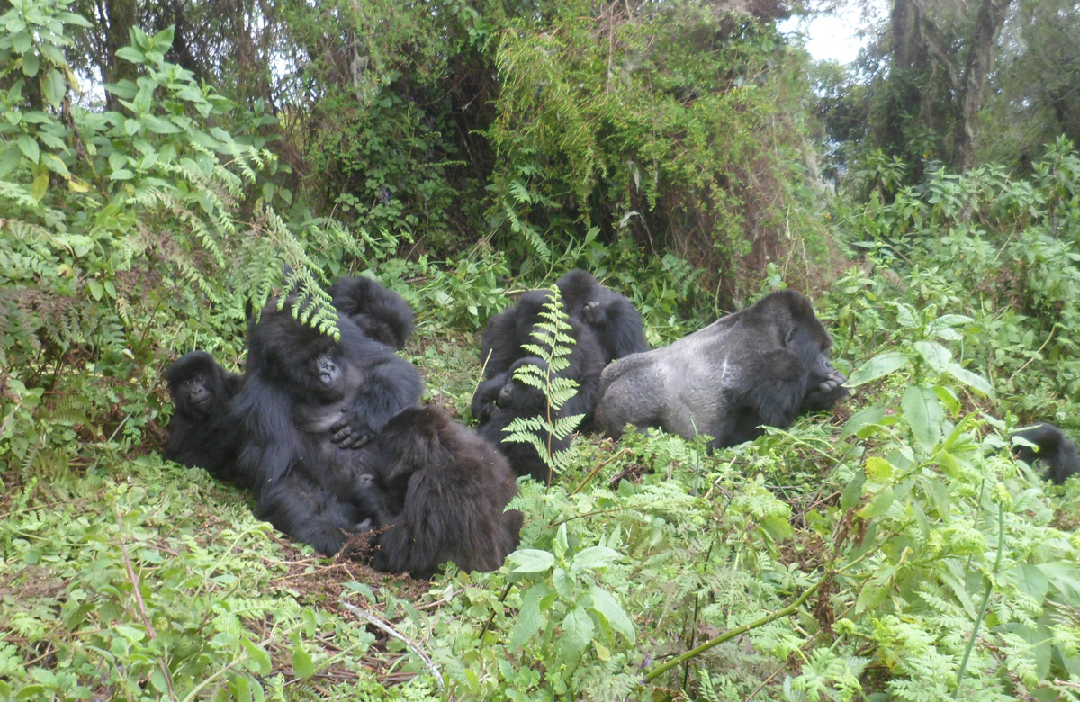 Volcanoes&nbsp;National&nbsp;Park