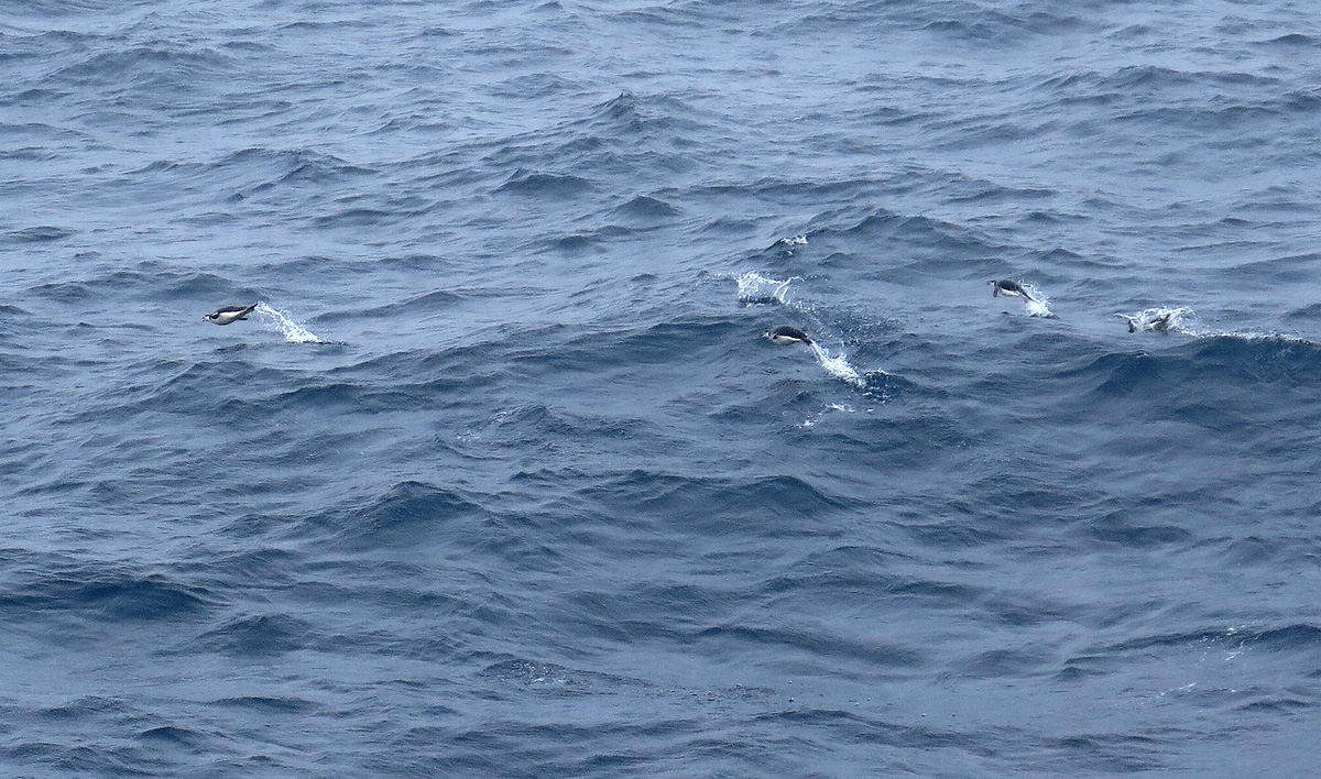 Penguins can fly!