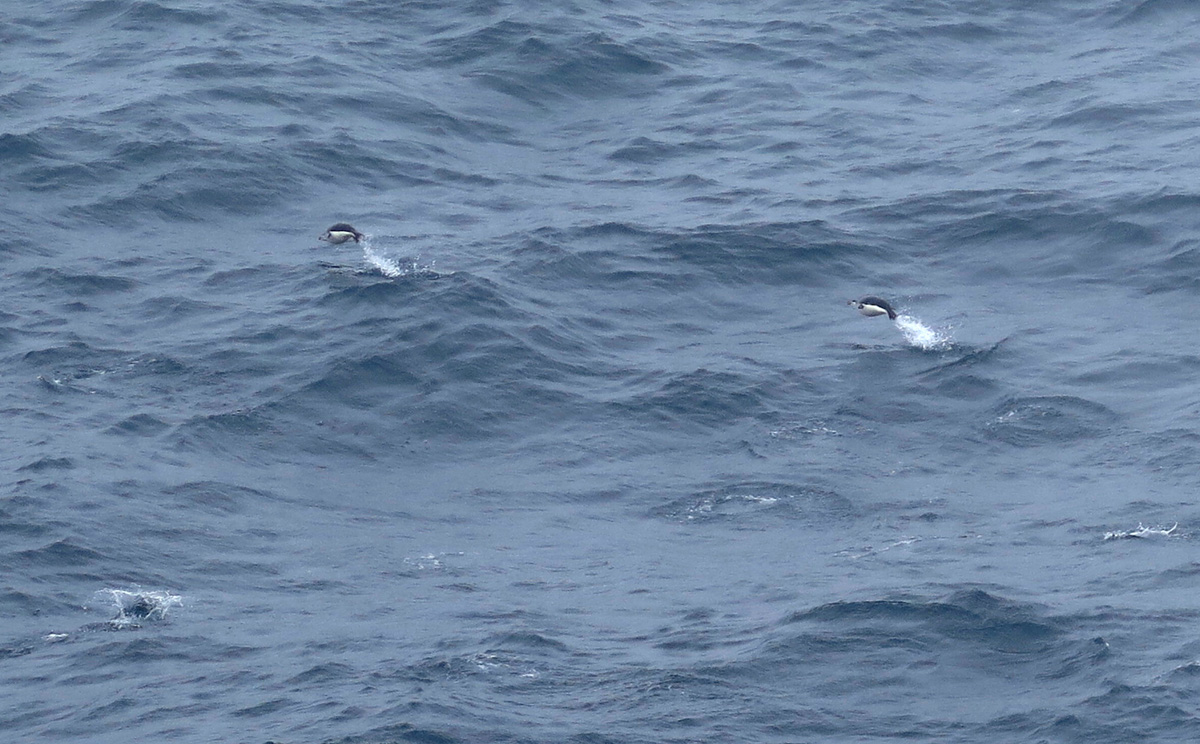 Penguins can fly!