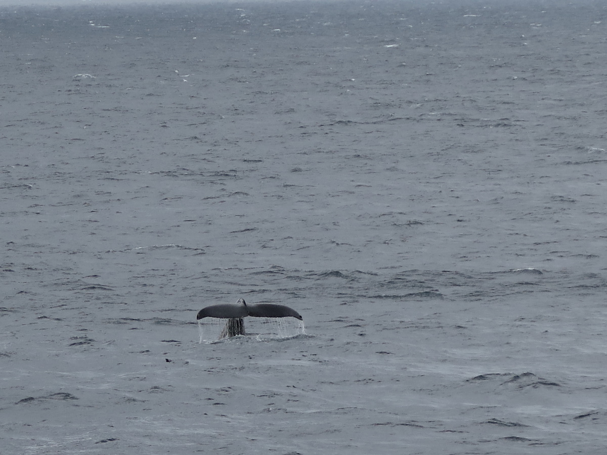 Humpback Whales