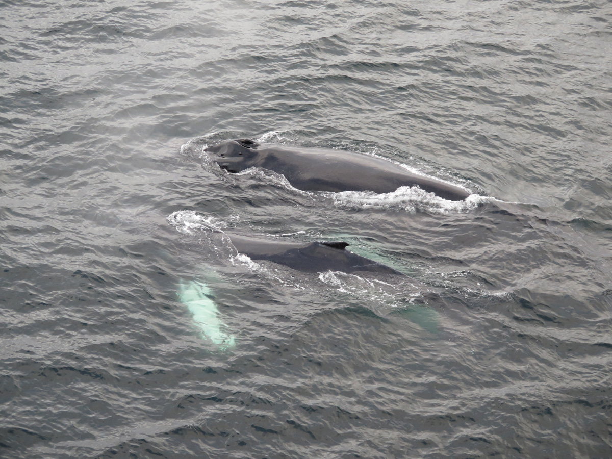 Humpback Whales
