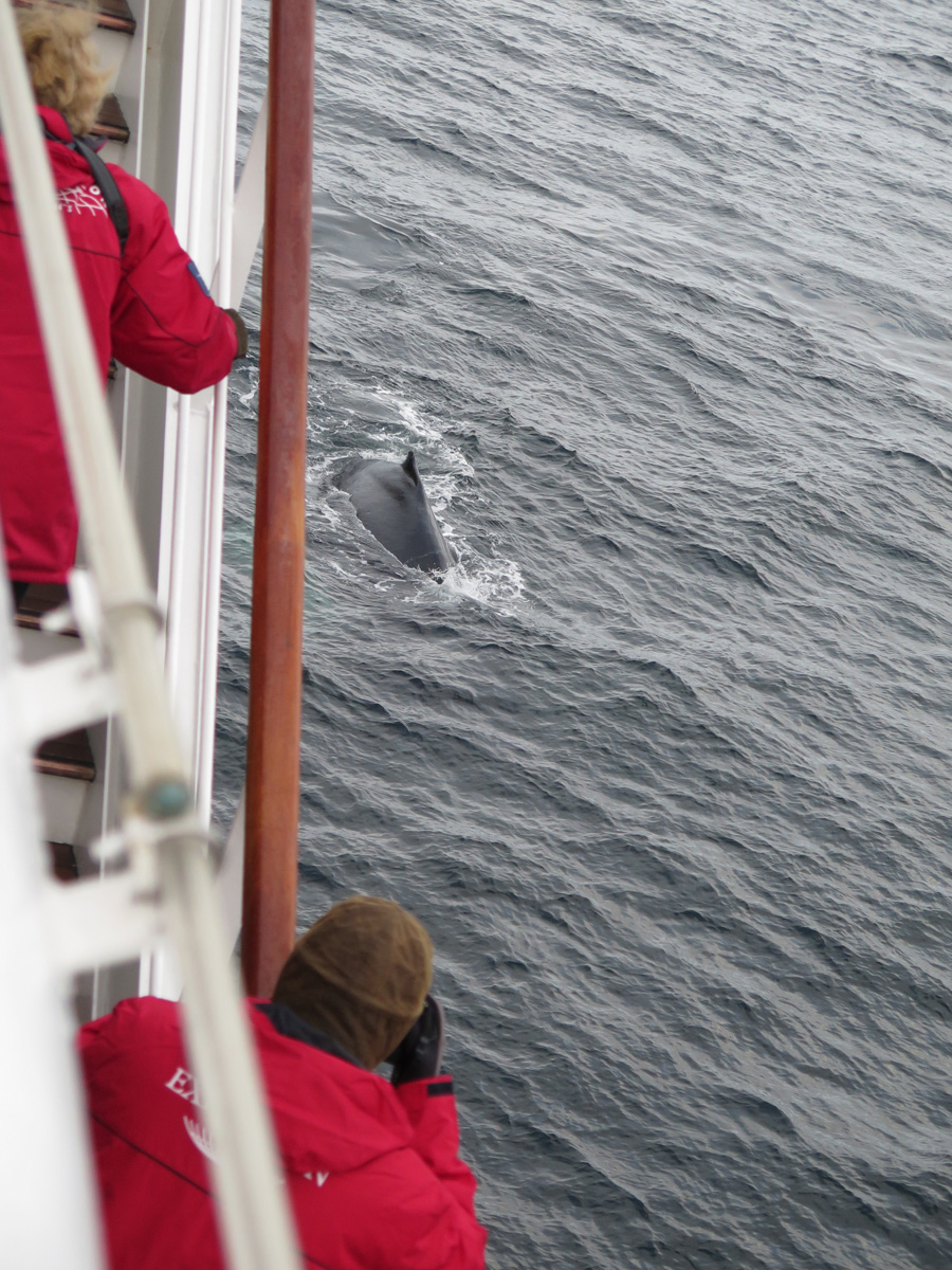 Humpback Whales