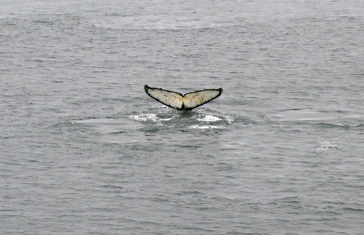 Humpback Whales