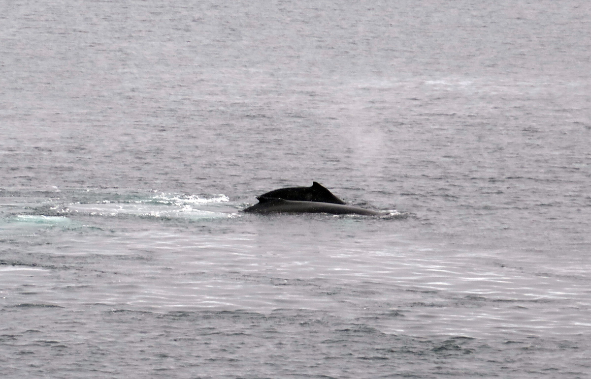 Humpback Whales