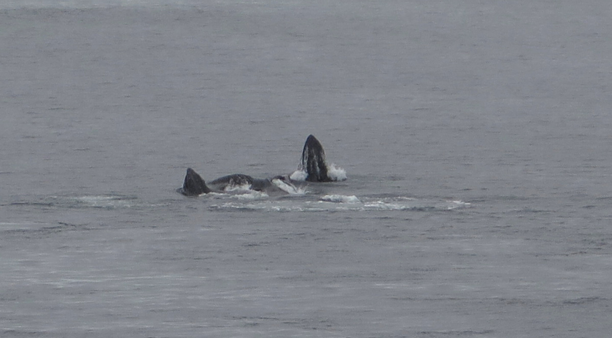 Humpback Whales