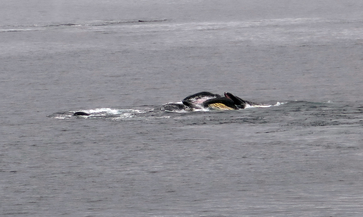 Humpback Whales