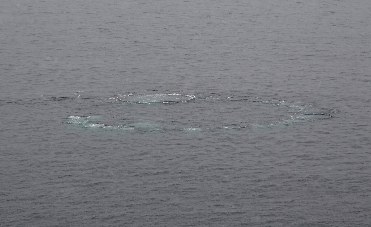 Humpback Whales, Tell-tale bubble circle, before a broach.