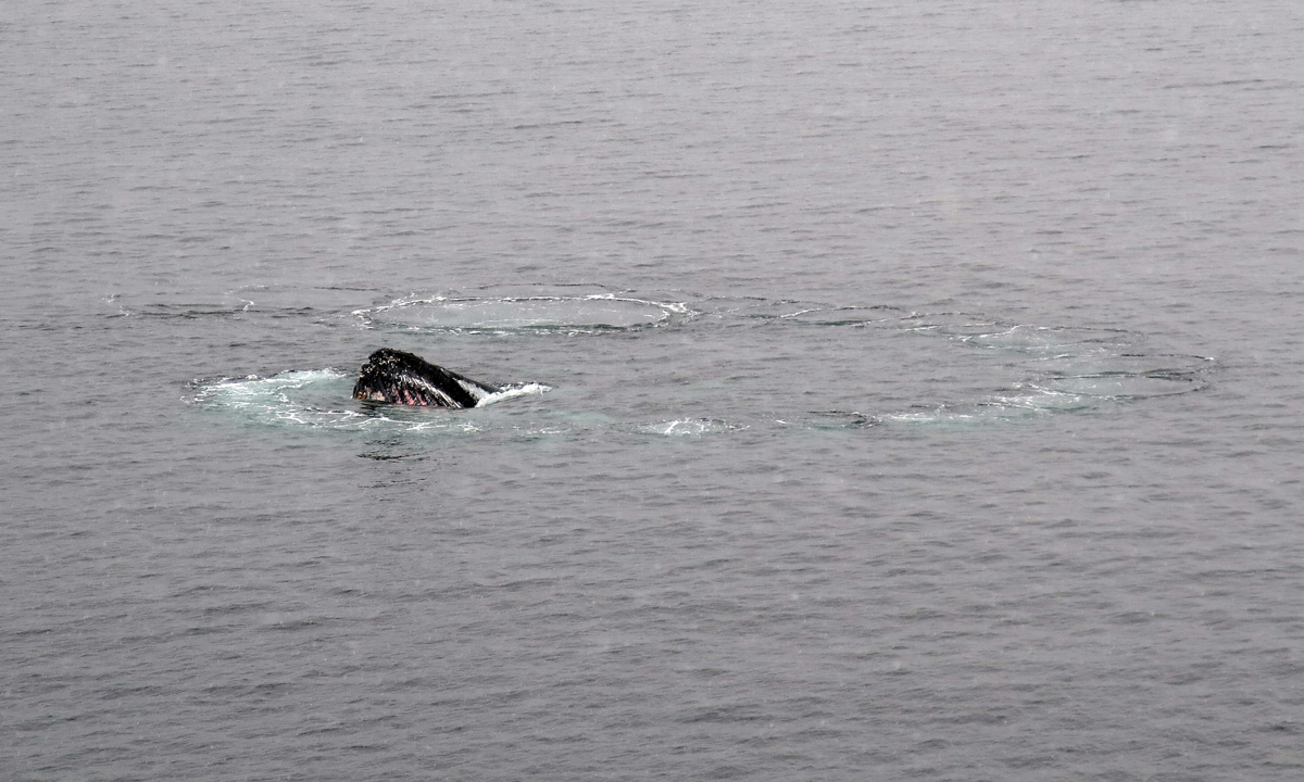 Humpback Whales