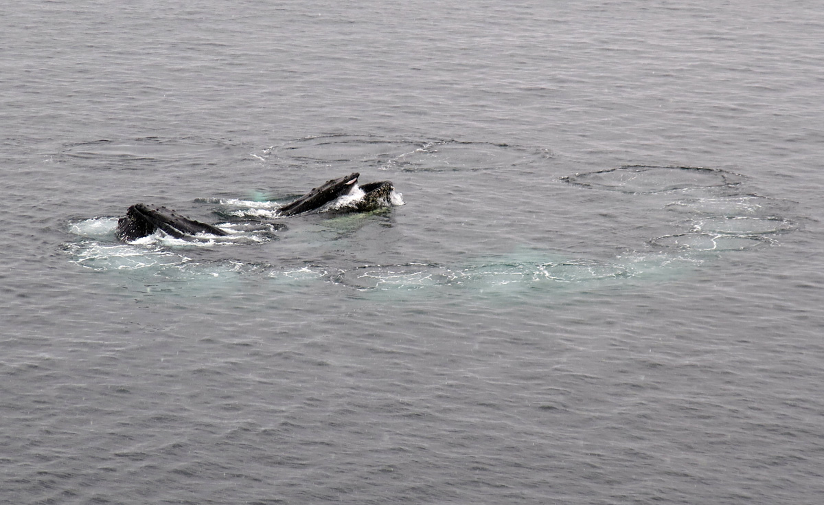Humpback Whales