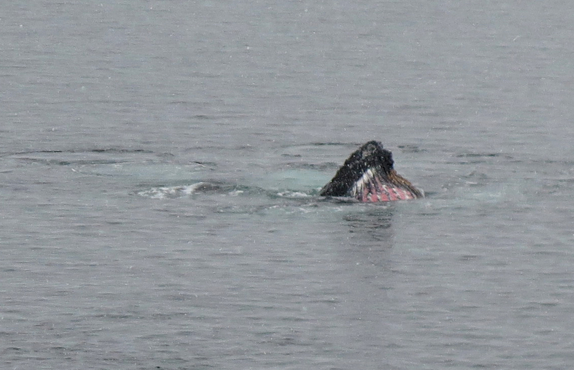 Humpback Whales