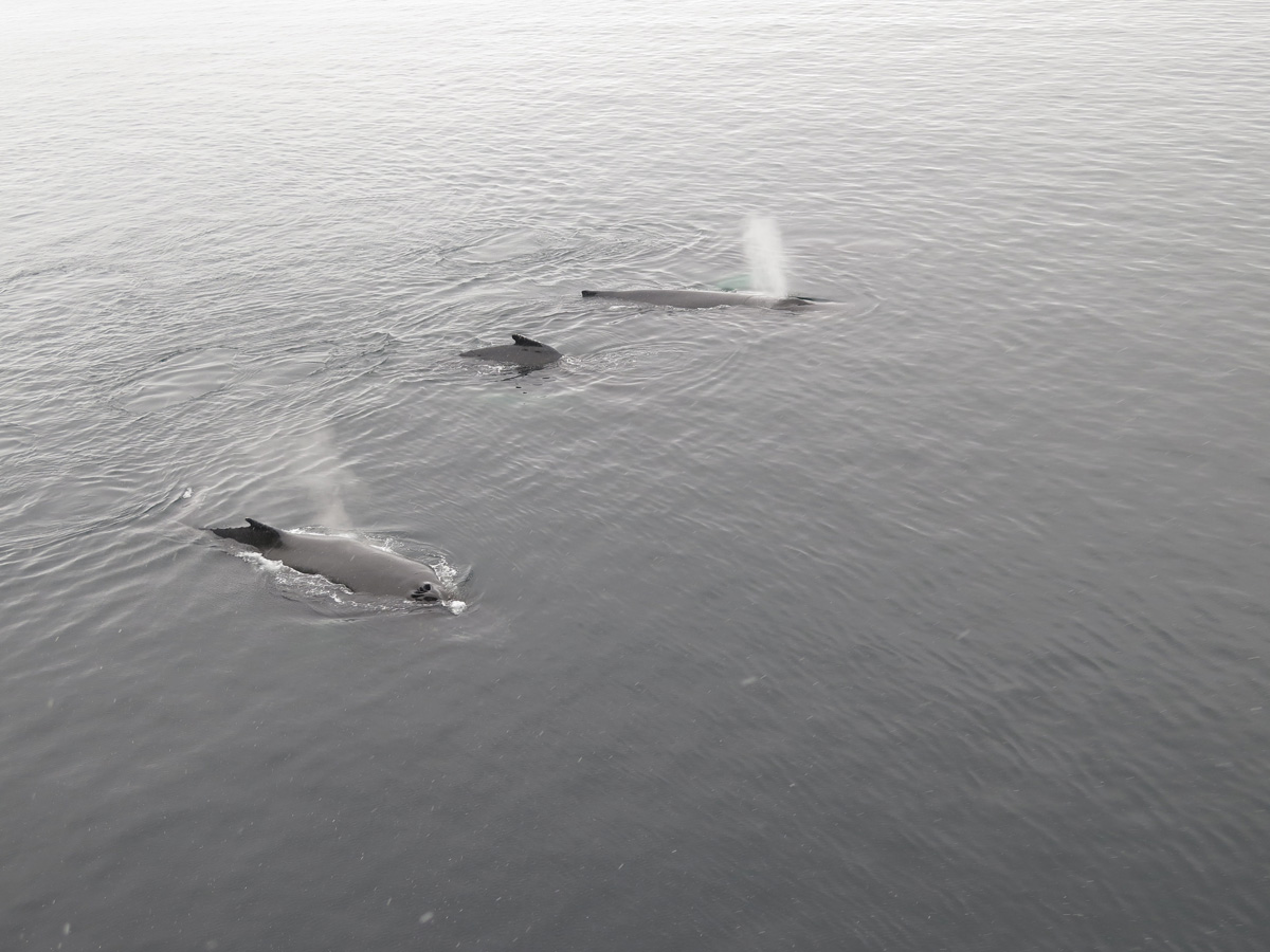 Humpback Whales