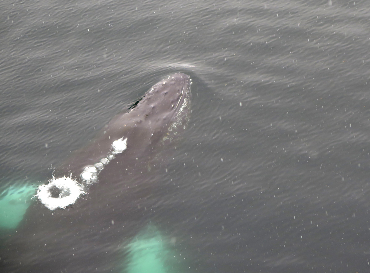 Humpback Whales