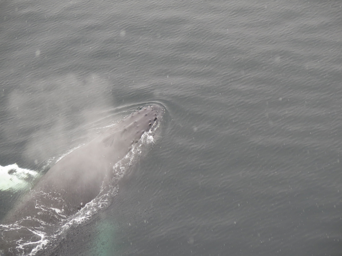 Humpback Whales