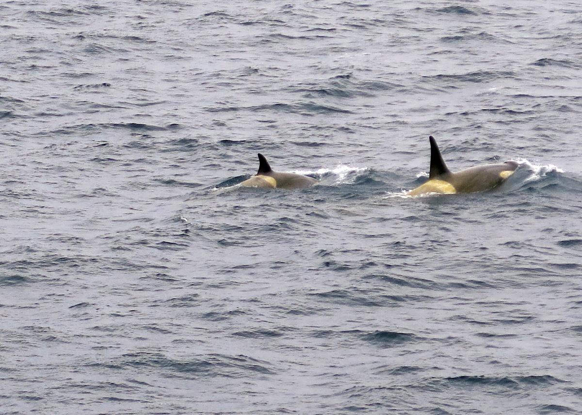 Killer Whales