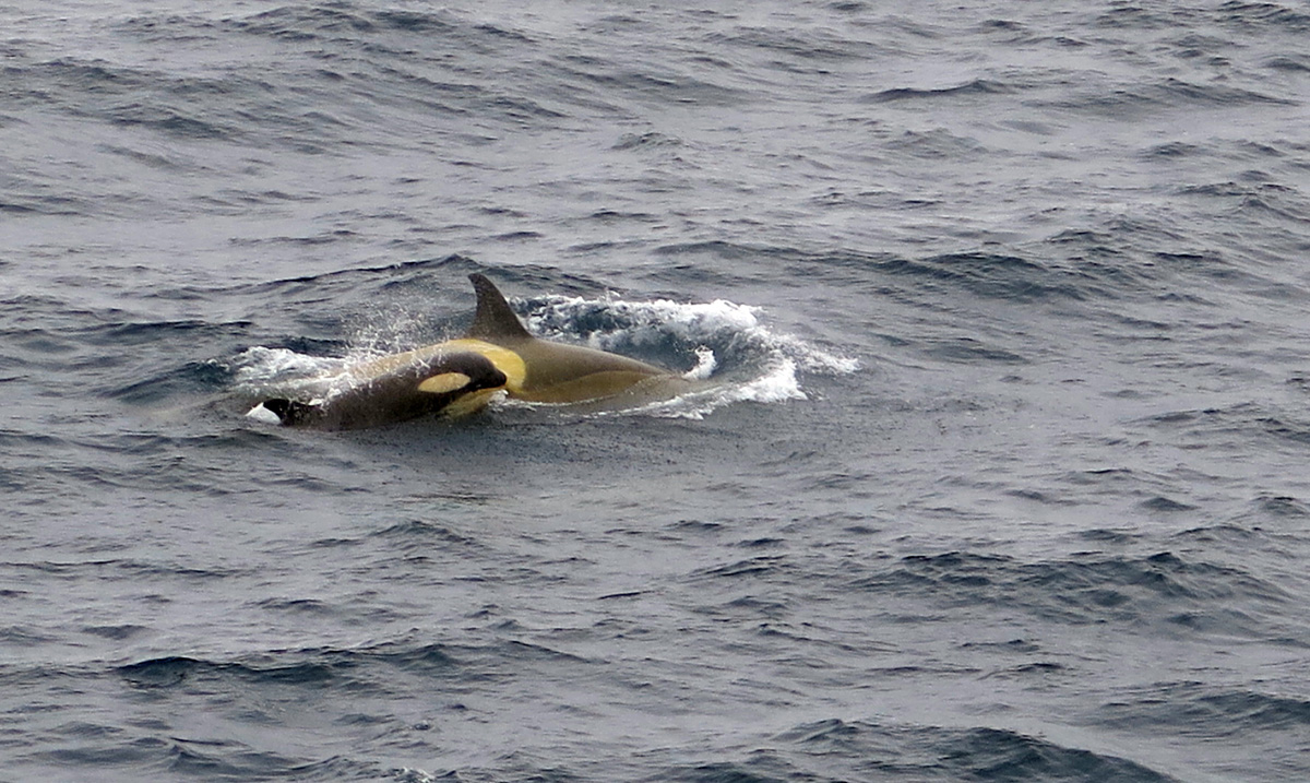 Killer Whales