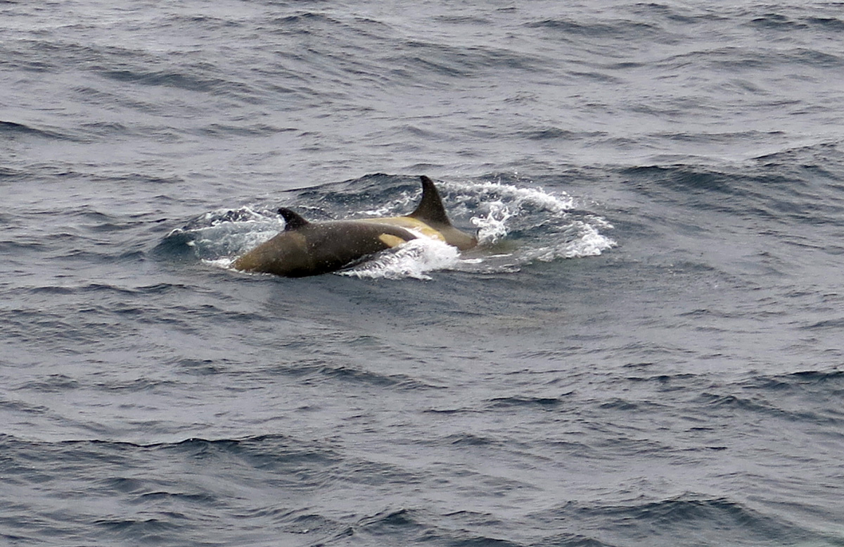 Killer Whales