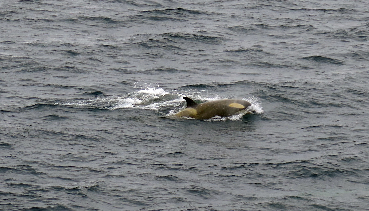 Killer Whales