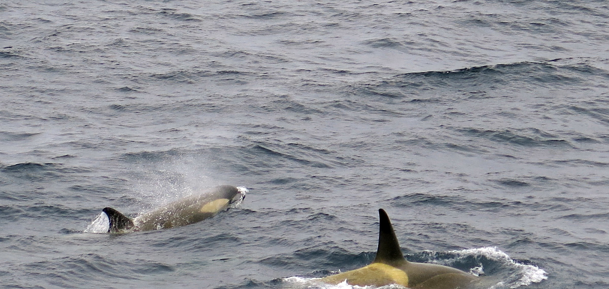 Killer Whales