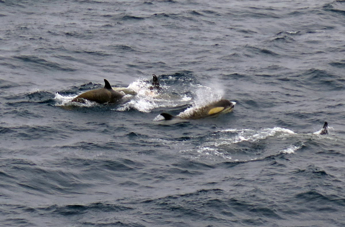 Killer Whales