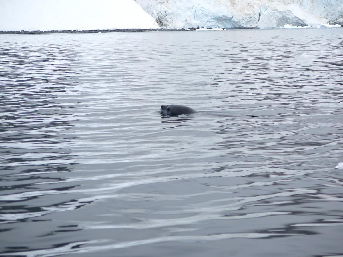 Leopard Seal