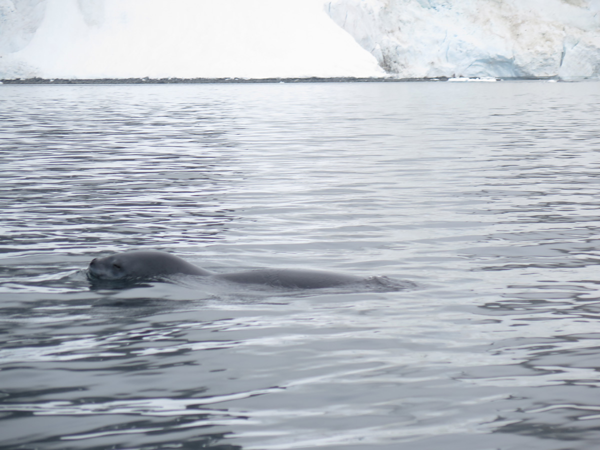 Leopard Seal
