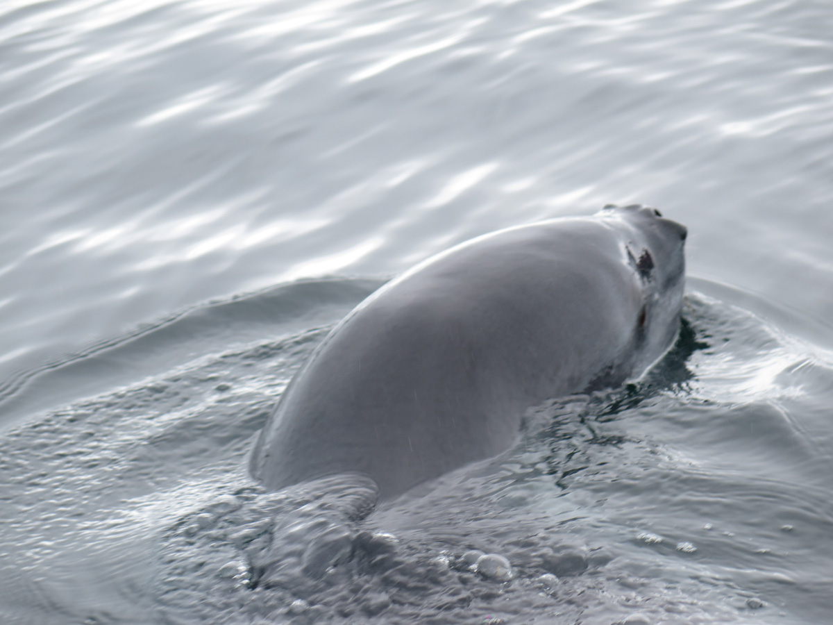 Leopard Seal